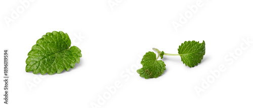 Photos Fresh green lemon balm leaves on transparent background