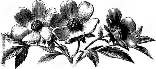 Vintage botanical scroll banner engraving of 19th century floral design for retro print decor