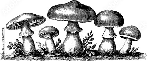 Vintage 19th century botanical study of slippery jack mushrooms in engraved illustration