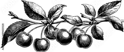 Vintage botanical study of sour cherry branch - hand drawn sketch for art design