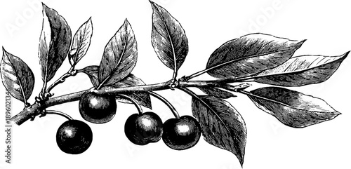 Vintage botanical study of a sour cherry branch - engraving for retro design