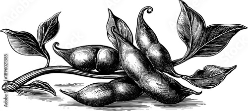 Vintage botanical sketch of soybean plant with pods for retro design
