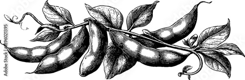 Vintage botanical soybean plant with pods engraving for classic design