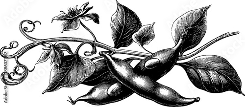 Vintage botanical study of soybean pods - engraved hand-drawn illustration