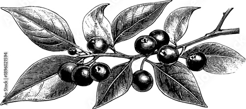 Vintage botanical illustration of spindle tree with poisonous seeds from 19th century engraving
