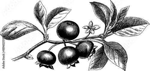 Spindle tree botanical engraving from 19th century featuring poisonous seeds