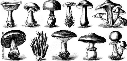 Vintage botanical mushroom diagram with spore prints - 19th century engraving style for educational purposes