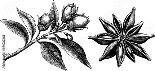 Vintage botanical study of star anise spice for herbal design and decoration