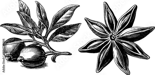 Star anise spice botanical study - vintage hand-drawn engraving for herbal design
