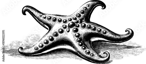 Vintage starfish marine specimen botanical design for print or card