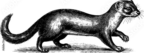 Vintage stoat illustration in woodland botanical engraving style for nature-themed design