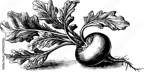 Vintage botanical sugar beet plant with root - 19th century botanical design