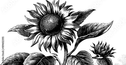 Vintage botanical study of sunflower seed head - hand-drawn engraving for art and design