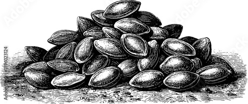 Close-up vintage botanical engraving of sunflower seeds from 19th century for design and decor