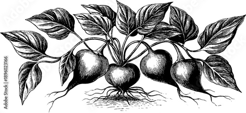 Vintage botanical engraving of sweet potato plant with tubers