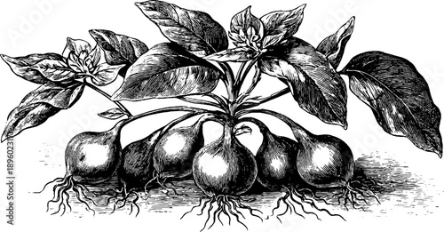 Sweet potato plant with tubers botanical sketch for retro design