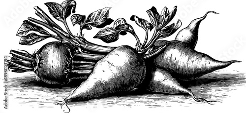 Vintage botanical sketch of sweet potato plant with tubers for design and decoration