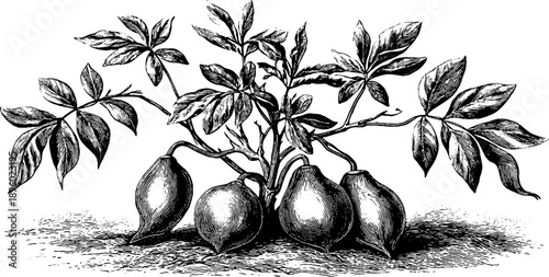Sweet potato plant with tubers botanical vintage engraving for garden design