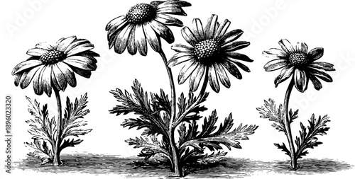 Tansy ragwort toxic meadow plant vintage botanical engraving for design use