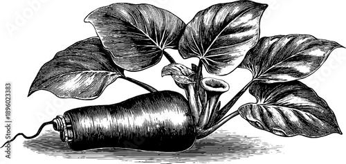 Vintage botanical illustration of taro root plant anatomy from 19th century