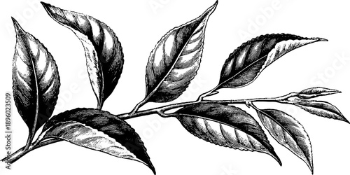 Vintage botanical study of dried tea leaves engraving for design