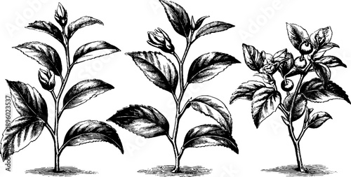 Vintage botanical tea plant engraving from 19th century for design and decor