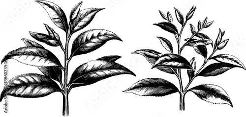 Botanical tea plant engraving from 19th century design for prints and labels