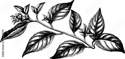 Vintage botanical study of tea plant leaf with engraved details