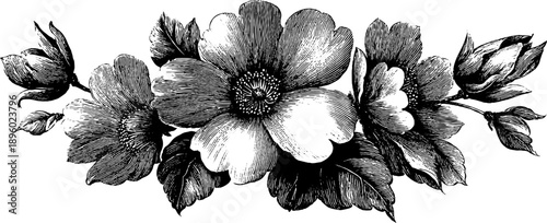 Ornamental botanical border design from 19th century engraving