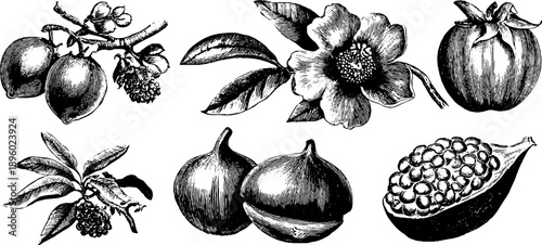 Toxic botanical reference features vintage plant engravings for educational design