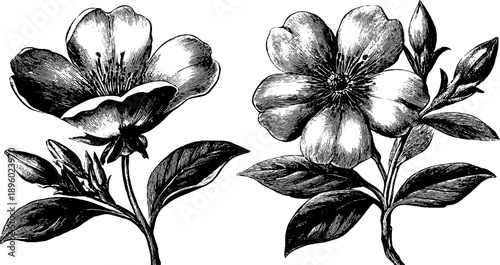 Vintage botanical engraving of toxic plant flower morphology for design and decoration