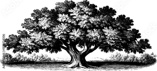 Vintage botanical tree bark texture engraving study from 19th century