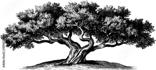 Botanical study of tree bark texture with vintage engraving - 19th century illustration for retro design