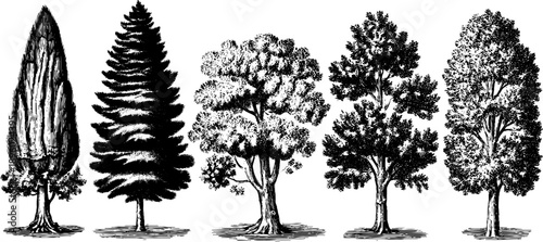 Vintage botanical engravings of tree bark textures from the 19th century