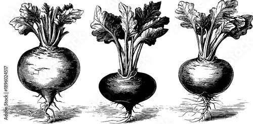 Vintage botanical tuber plant growth stages engraving for educational design