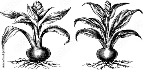Vintage botanical study of turmeric rhizome plant in 19th century engraving style