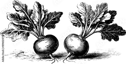 Vintage botanical illustration of turnip root plant anatomy from 19th century