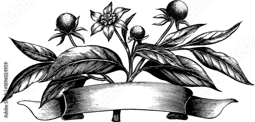 Vintage botanical engraving of ribbon banner with folds for design and decoration