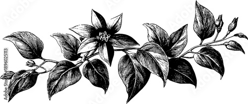 Vintage botanical engraving of a 19th century bookplate style frame design