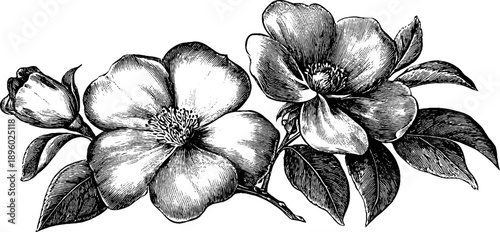 Vintage botanical frame with engraved floral design for elegant bookplates and labels