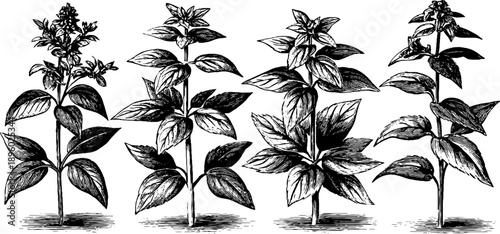 Vintage botanical engraving of interior decorative plants for retro design