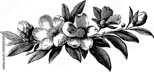 Vintage botanical plate design featuring intricate hand drawn floral sketch