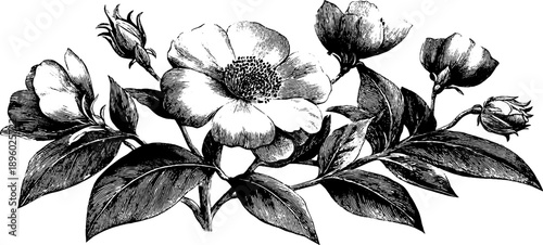 Vintage botanical engraving of floral textile pattern for design projects