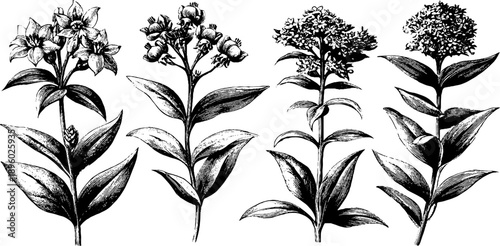 Vintage botanical engraving of floral patterns from textile rug design