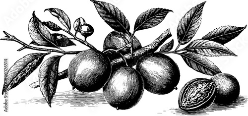 Vintage botanical engraving of walnut branch with leaves and fruit for retro design
