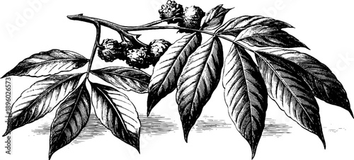 Vintage botanical engraving of a walnut leaf compound structure - design for cards and posters