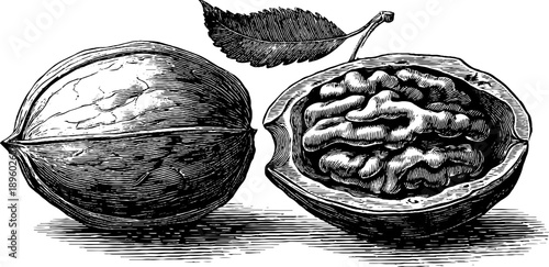 Antique walnut seed cross section botanical etching from 19th century