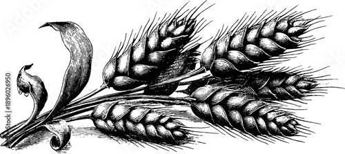 Vintage botanical study of wheat ears – intricate engraving design for educational and artistic use