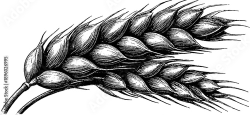 Vintage botanical engraving of wheat ears for agricultural studies and design