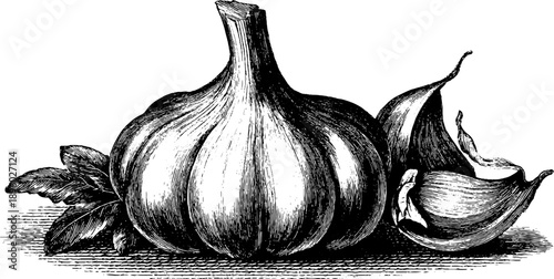 Vintage botanical engraving of whole garlic bulb with cloves